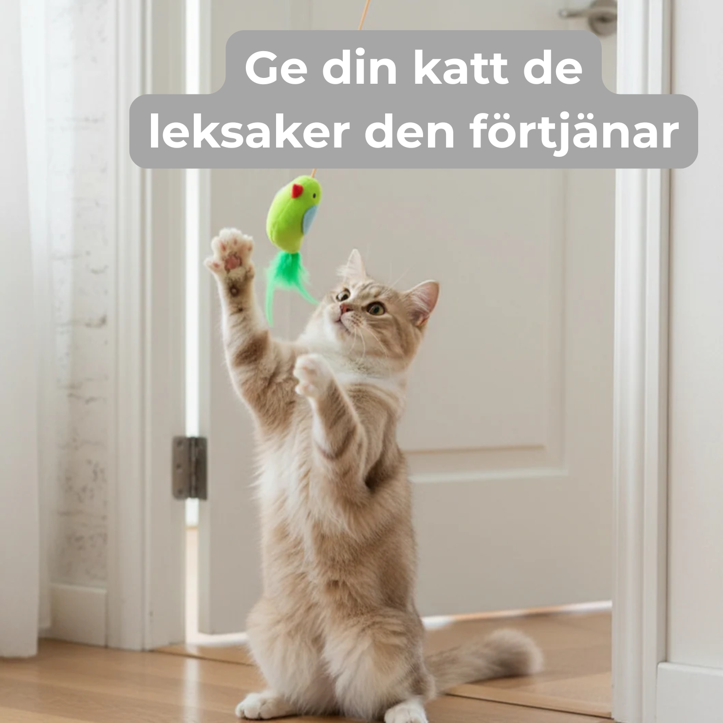 Lös din katts tristess på några sekunder